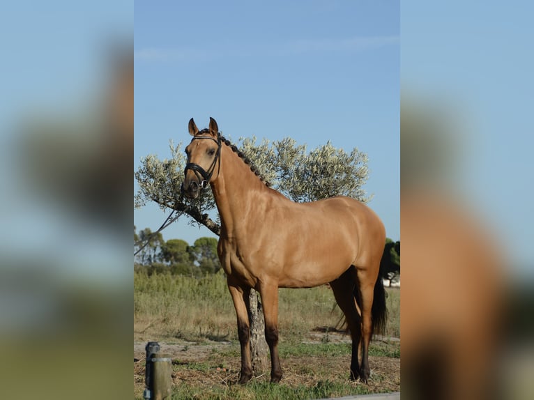 Lusitanos Wallach 4 Jahre 165 cm Buckskin in Água Derramada