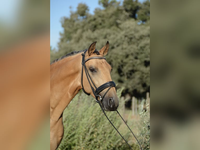 Lusitanos Wallach 4 Jahre 165 cm Buckskin in Água Derramada