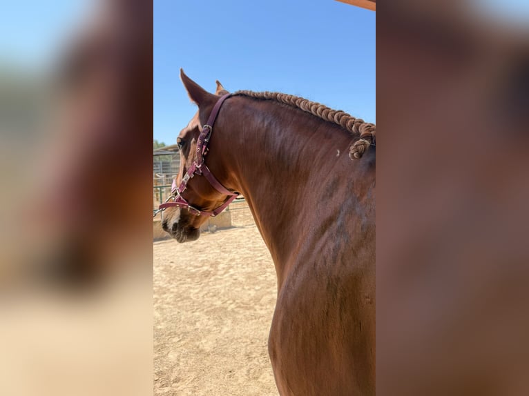 Lusitanos Mix Wallach 4 Jahre 165 cm Fuchs in Silves