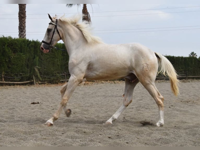 Lusitanos Wallach 4 Jahre 165 cm Palomino in Provinz Malaga