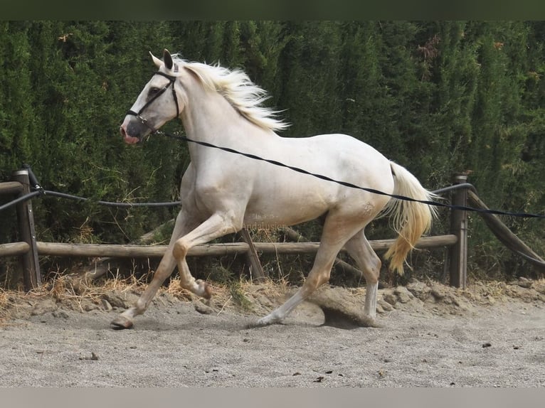 Lusitanos Wallach 4 Jahre 165 cm Palomino in Provinz Malaga
