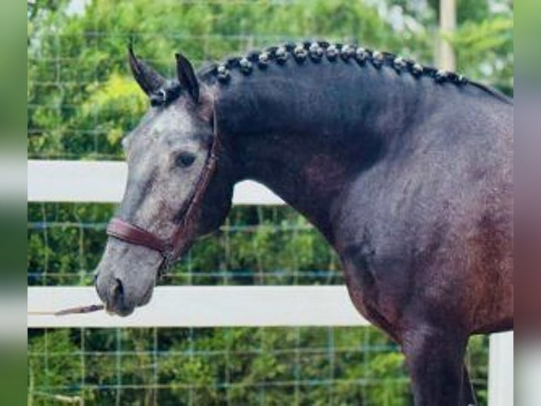 Lusitanos Mix Wallach 4 Jahre 165 cm Schimmel in Santander