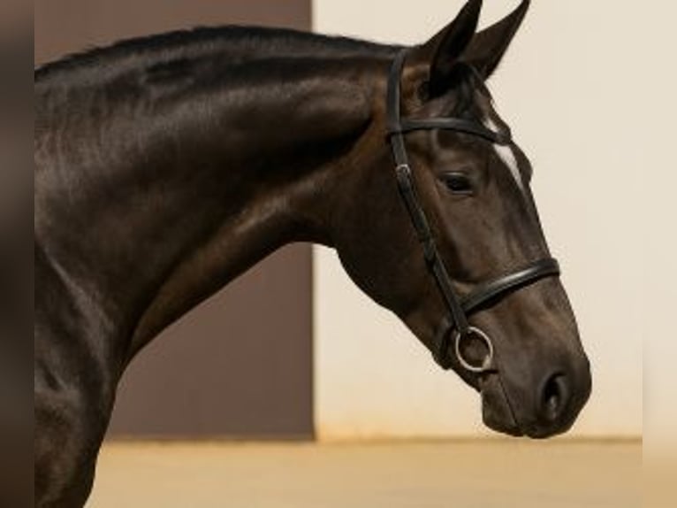 Lusitanos Mix Wallach 4 Jahre 165 cm Schimmel in Sevilla