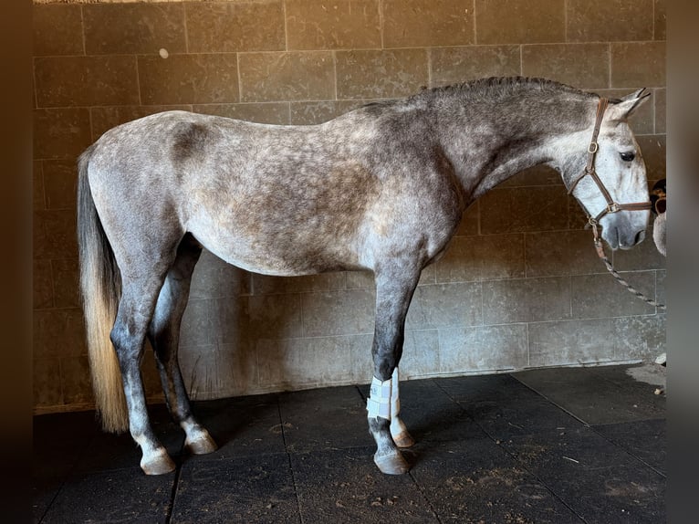 Lusitanos Wallach 4 Jahre 165 cm Schimmel in Caldas da Rainha