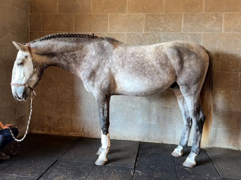 Lusitanos Wallach 4 Jahre 165 cm Schimmel in Caldas da Rainha