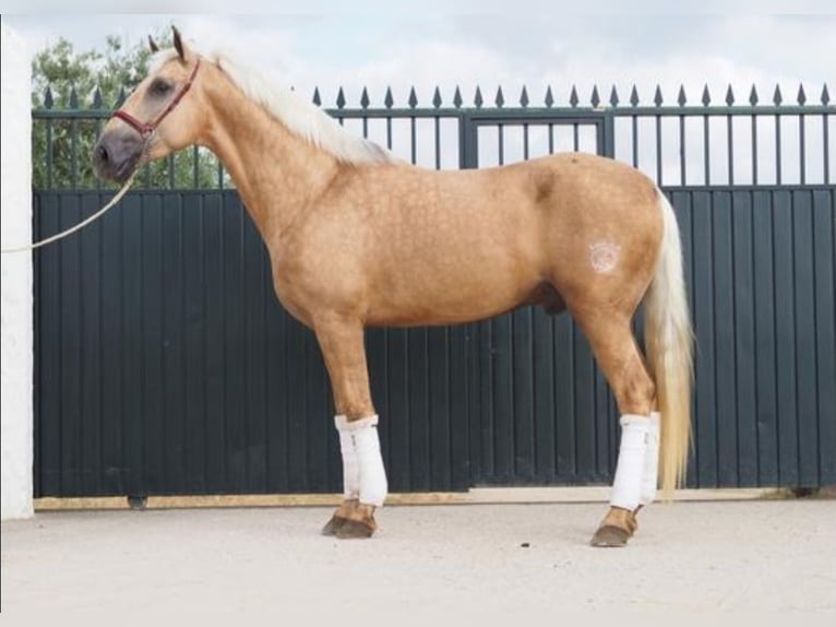 Lusitanos Wallach 4 Jahre 166 cm Palomino in Jerez De Los Caballeros