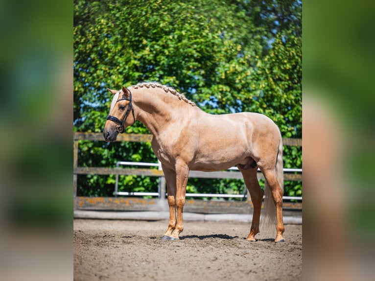 Lusitanos Wallach 4 Jahre 166 cm Palomino in Feuchtwangen