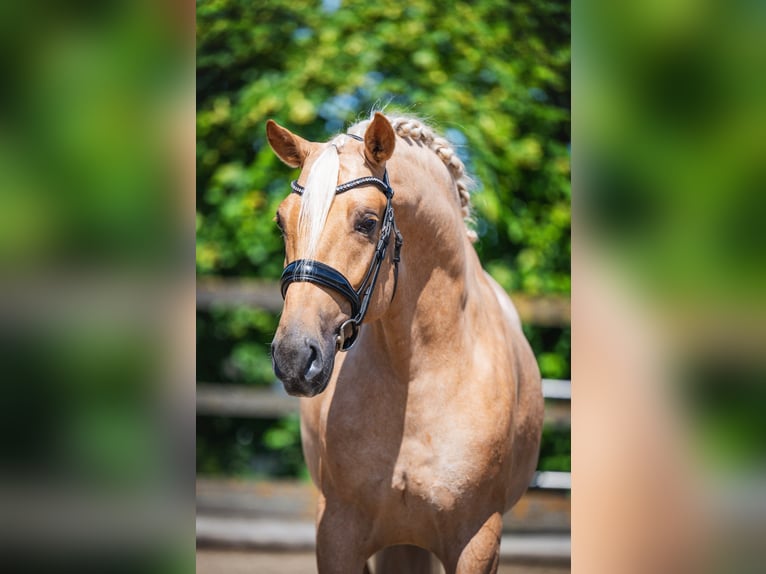 Lusitanos Wallach 4 Jahre 166 cm Palomino in Feuchtwangen