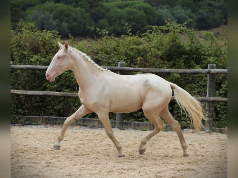 Lusitanos Wallach 4 Jahre 167 cm Cremello in Ribamar