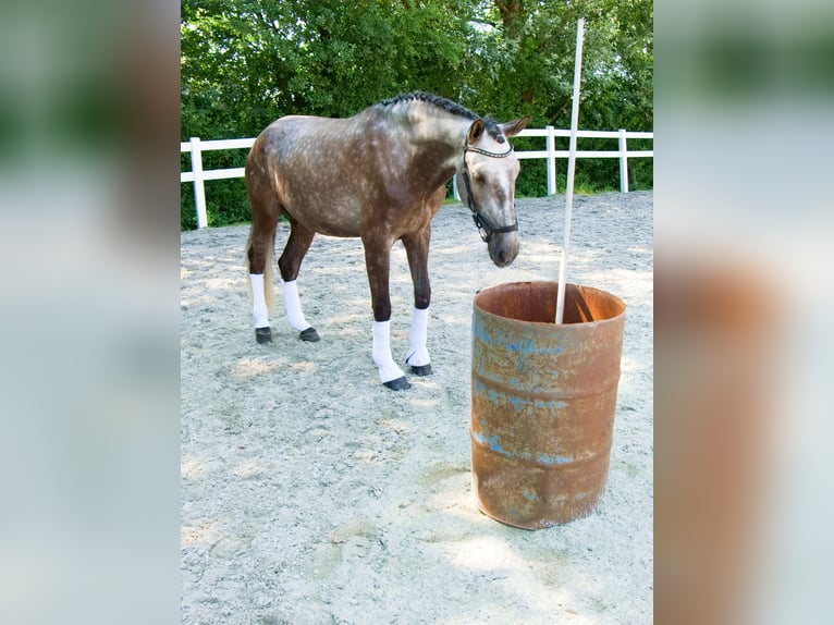Lusitanos Wallach 4 Jahre 168 cm Braunfalbschimmel in Bruckberg