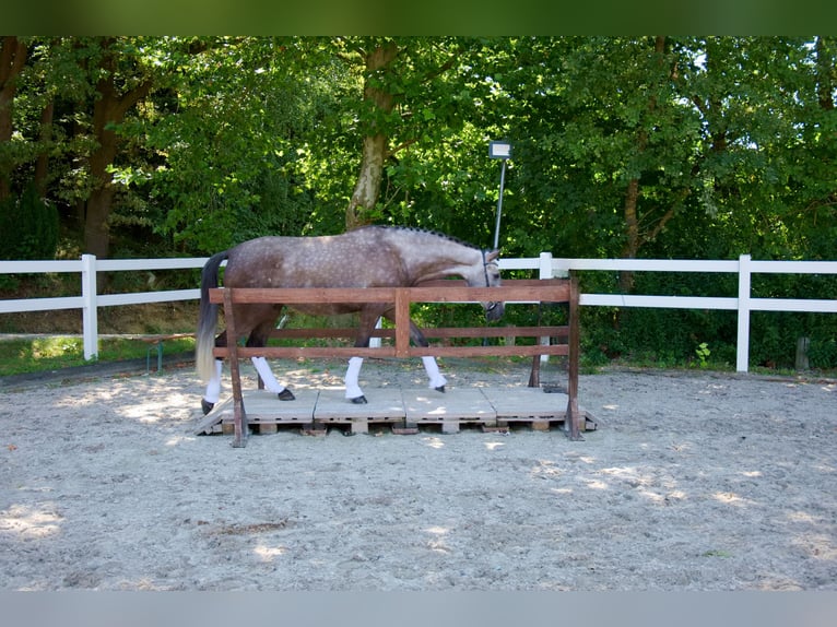 Lusitanos Wallach 4 Jahre 168 cm Braunfalbschimmel in Bruckberg