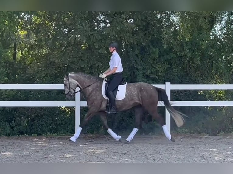 Lusitanos Wallach 4 Jahre 168 cm Braunfalbschimmel in Bruckberg