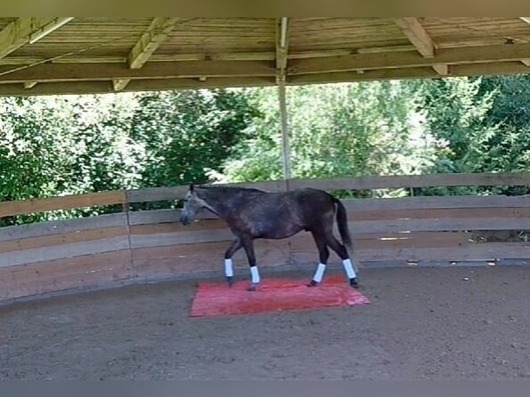 Lusitanos Wallach 4 Jahre 168 cm Braunfalbschimmel in Bruckberg