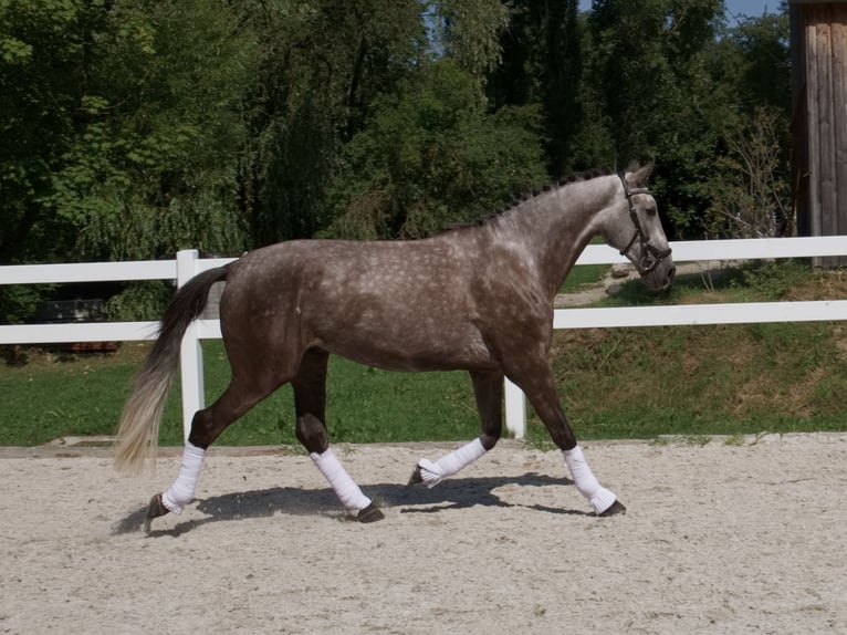 Lusitanos Wallach 4 Jahre 168 cm Braunfalbschimmel in Bruckberg
