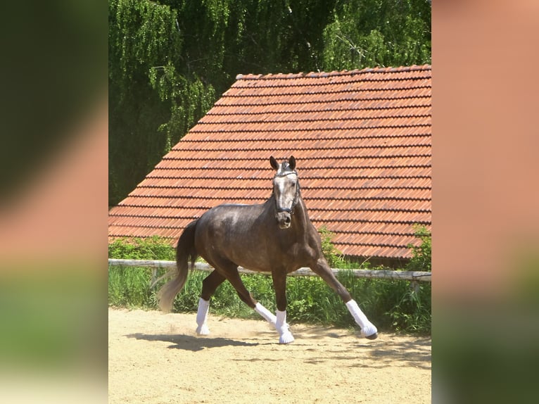 Lusitanos Wallach 4 Jahre 168 cm Braunfalbschimmel in Bruckberg