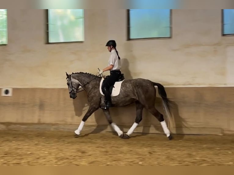 Lusitanos Wallach 4 Jahre 168 cm Braunfalbschimmel in Bruckberg