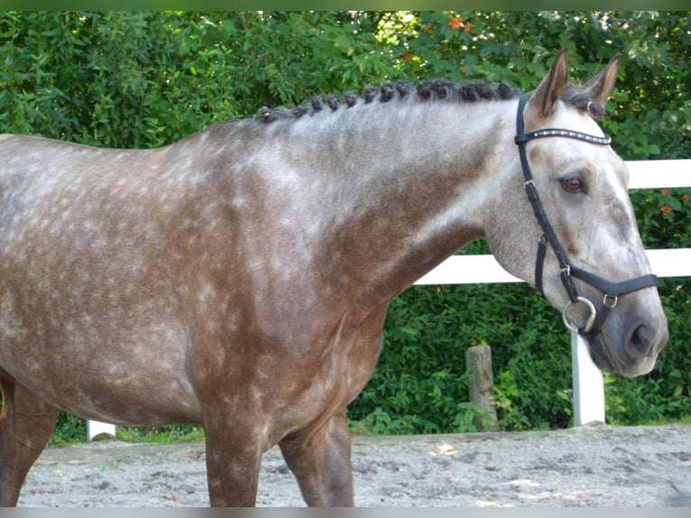 Lusitanos Wallach 4 Jahre 168 cm Braunfalbschimmel in Bruckberg