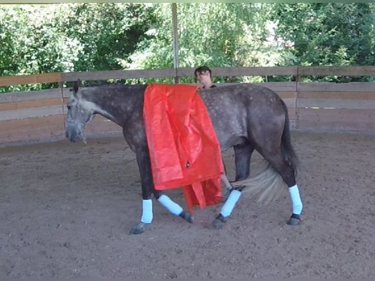 Lusitanos Wallach 4 Jahre 168 cm Braunfalbschimmel in Bruckberg