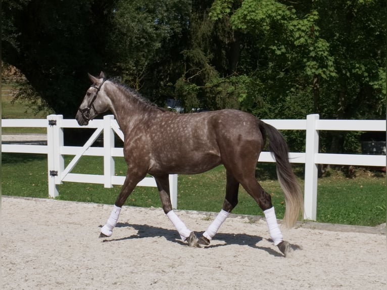 Lusitanos Wallach 4 Jahre 168 cm Braunfalbschimmel in Bruckberg