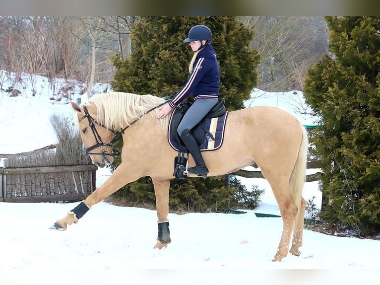Lusitanos Wallach 4 Jahre 170 cm Palomino in Teldau