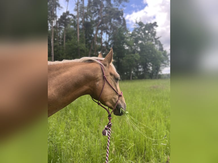 Lusitanos Wallach 4 Jahre 170 cm Palomino in Heilsbronn