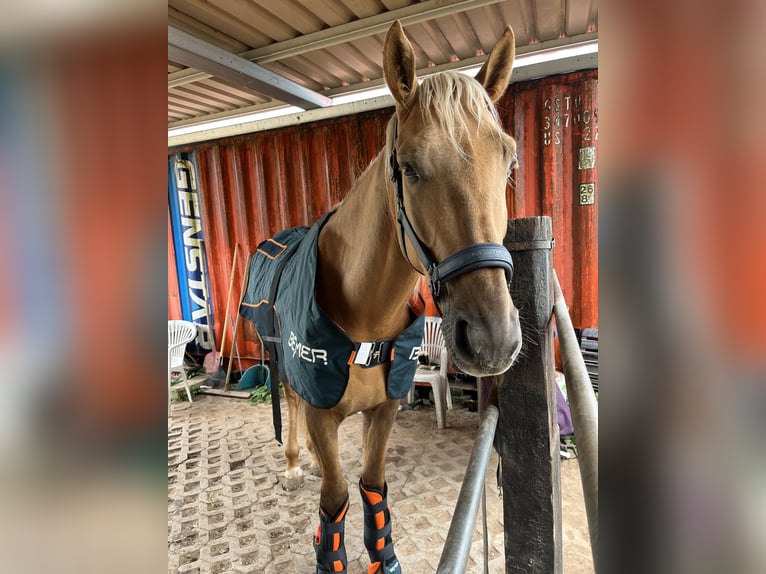 Lusitanos Wallach 4 Jahre 170 cm Palomino in Heilsbronn