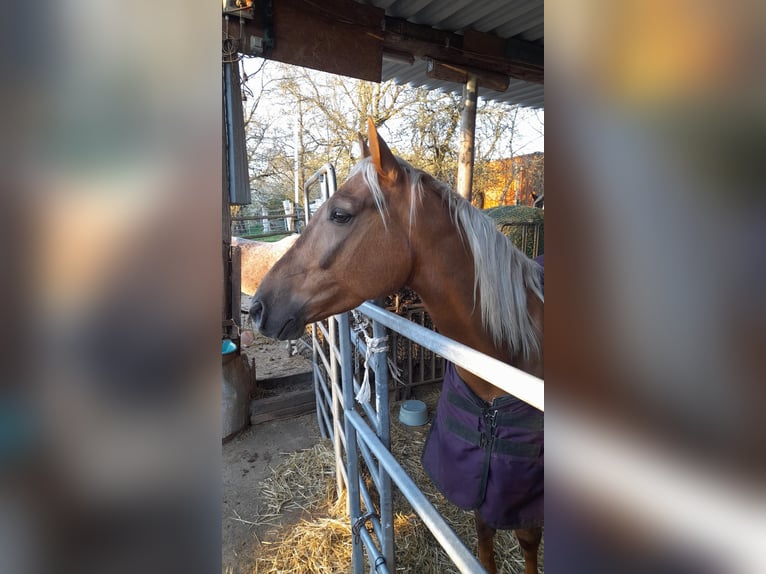 Lusitanos Wallach 4 Jahre 170 cm Palomino in Heilsbronn