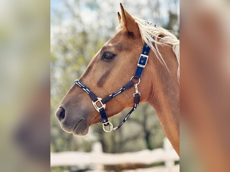 Lusitanos Wallach 4 Jahre 170 cm Palomino in Heilsbronn