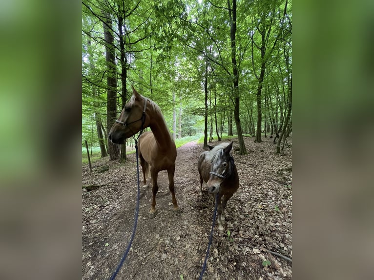 Lusitanos Wallach 4 Jahre 170 cm Palomino in Heilsbronn