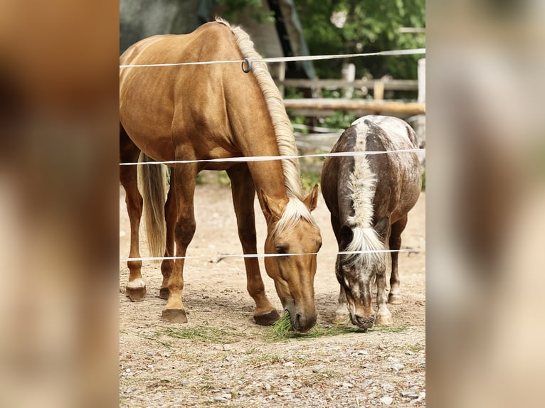 Lusitanos Wallach 4 Jahre 170 cm Palomino in Heilsbronn
