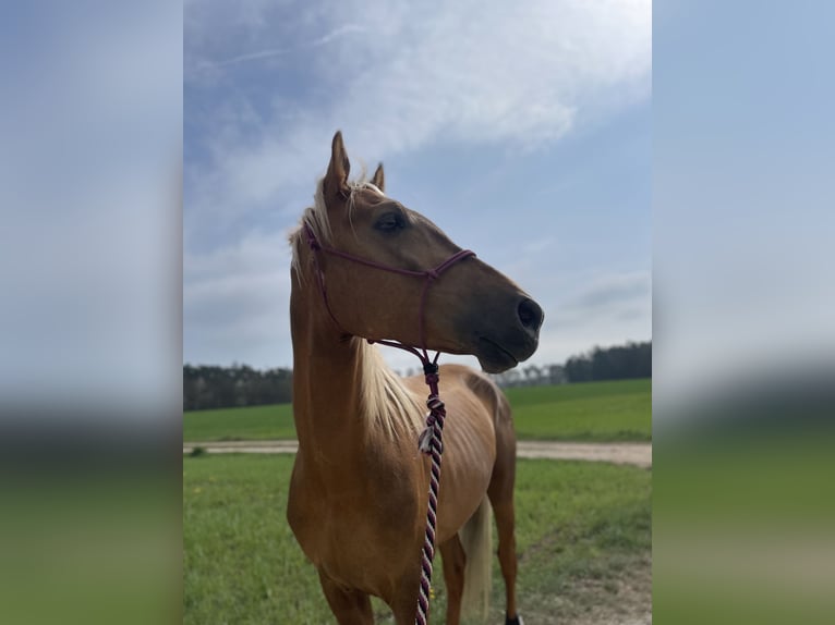 Lusitanos Wallach 4 Jahre 170 cm Palomino in Heilsbronn