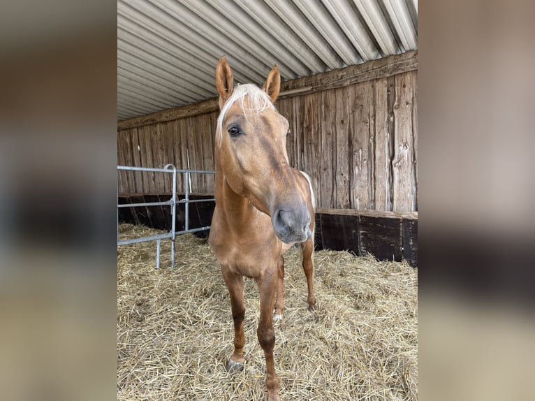 Lusitanos Wallach 4 Jahre 170 cm Palomino in Heilsbronn