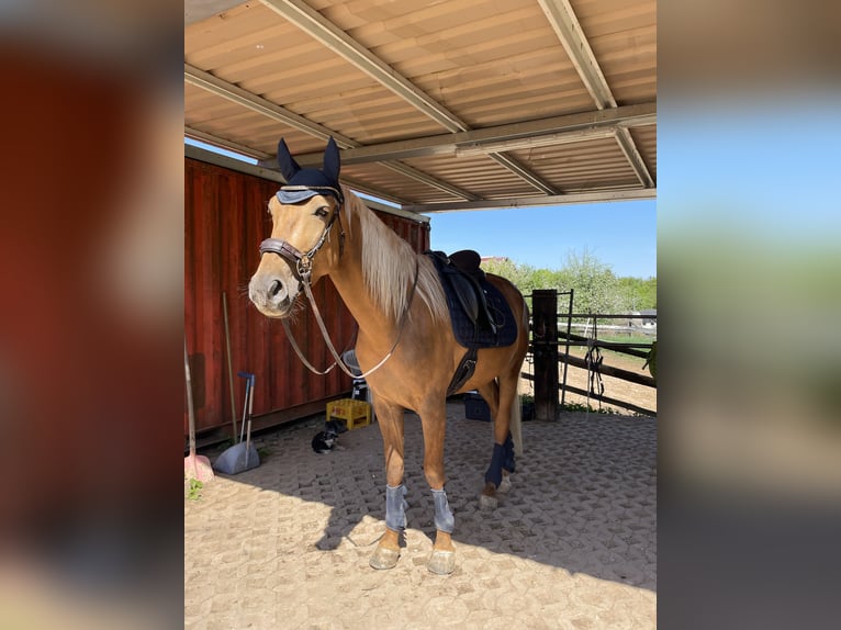 Lusitanos Wallach 4 Jahre 170 cm Palomino in Heilsbronn