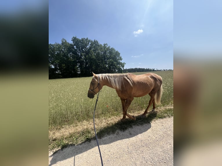 Lusitanos Wallach 4 Jahre 170 cm Palomino in Heilsbronn
