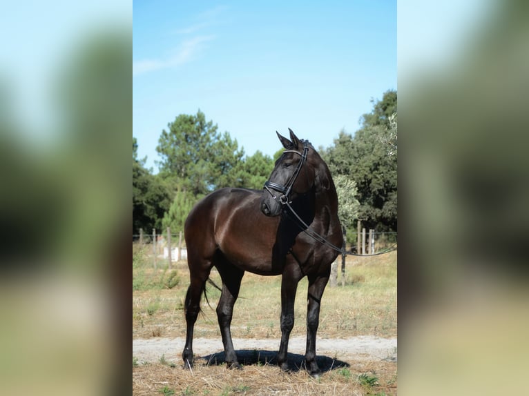 Lusitanos Wallach 4 Jahre 170 cm Rappe in Grândola