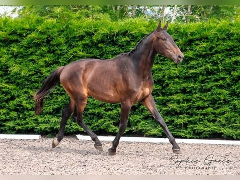 Lusitanos Mix Wallach 4 Jahre 174 cm Dunkelbrauner in CHESTER