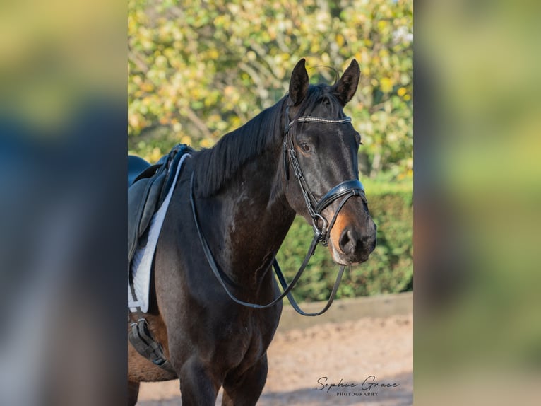 Lusitanos Mix Wallach 4 Jahre 174 cm Dunkelbrauner in CHESTER