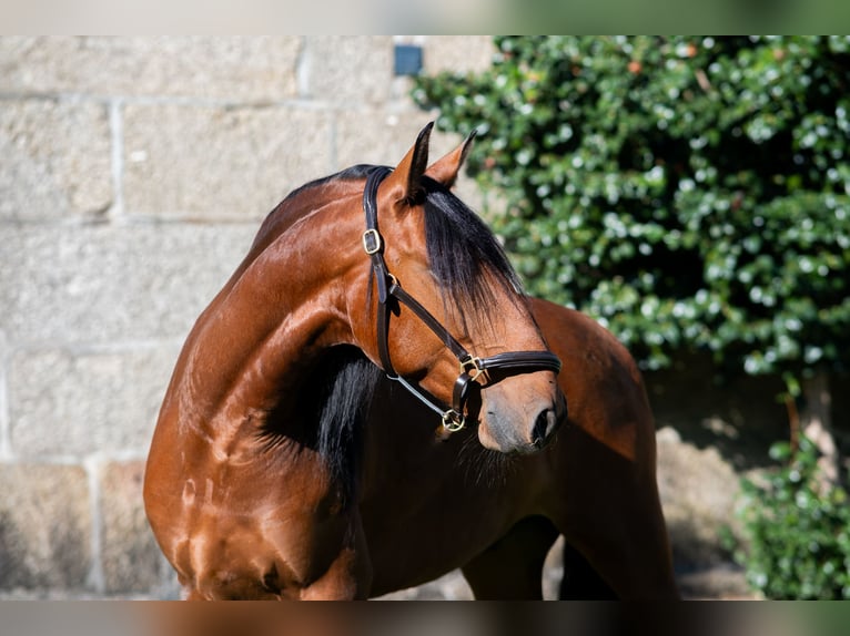 Lusitanos Wallach 5 Jahre 152 cm Brauner in Guimarães