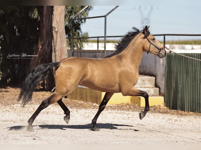 Lusitanos Wallach 5 Jahre 152 cm Buckskin in Samora Correia