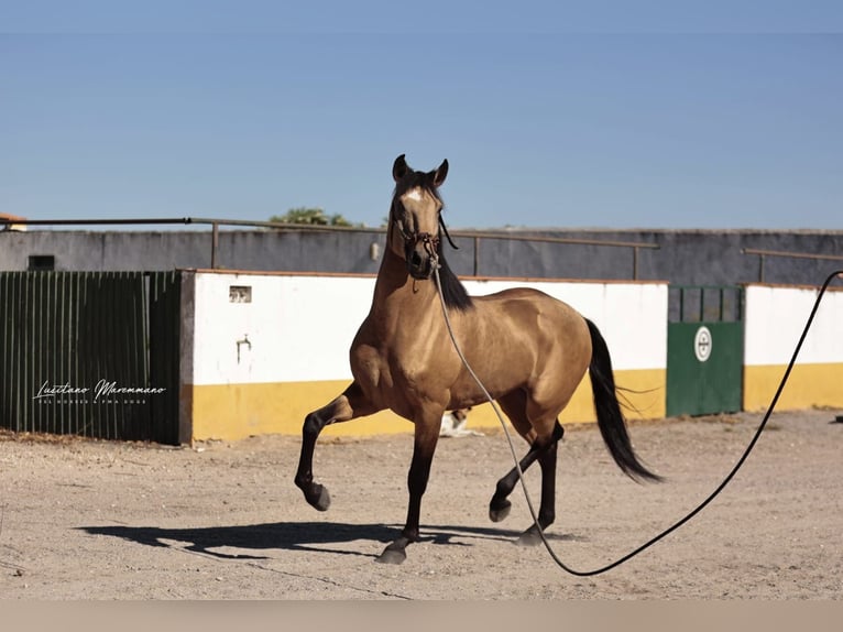 Lusitanos Wallach 5 Jahre 152 cm Buckskin in Samora Correia