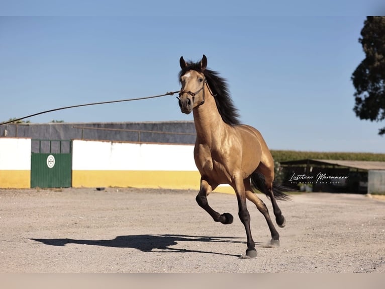 Lusitanos Wallach 5 Jahre 152 cm Buckskin in Samora Correia