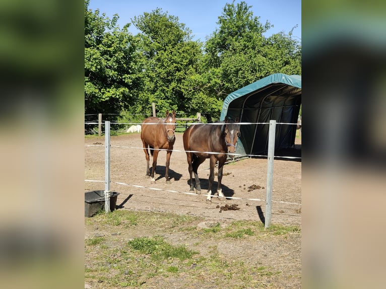 Lusitanos Mix Wallach 5 Jahre 154 cm Dunkelbrauner in Dalheim
