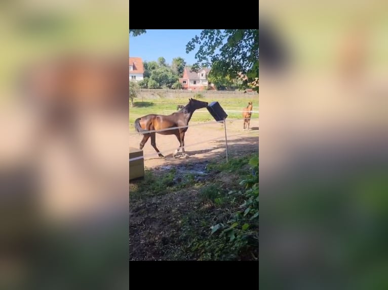Lusitanos Mix Wallach 5 Jahre 154 cm Dunkelbrauner in Dalheim