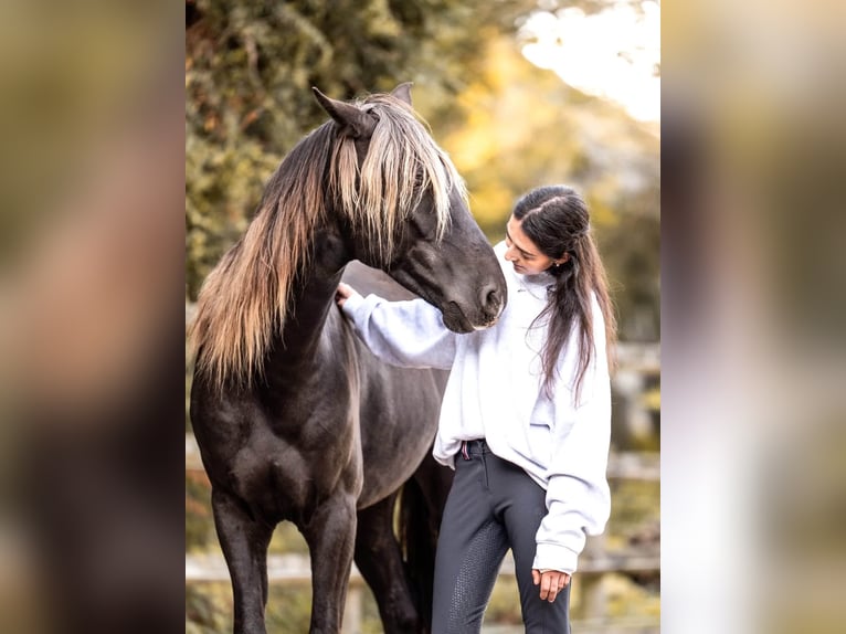 Lusitanos Mix Wallach 5 Jahre 155 cm Rappe in Sarrebourg