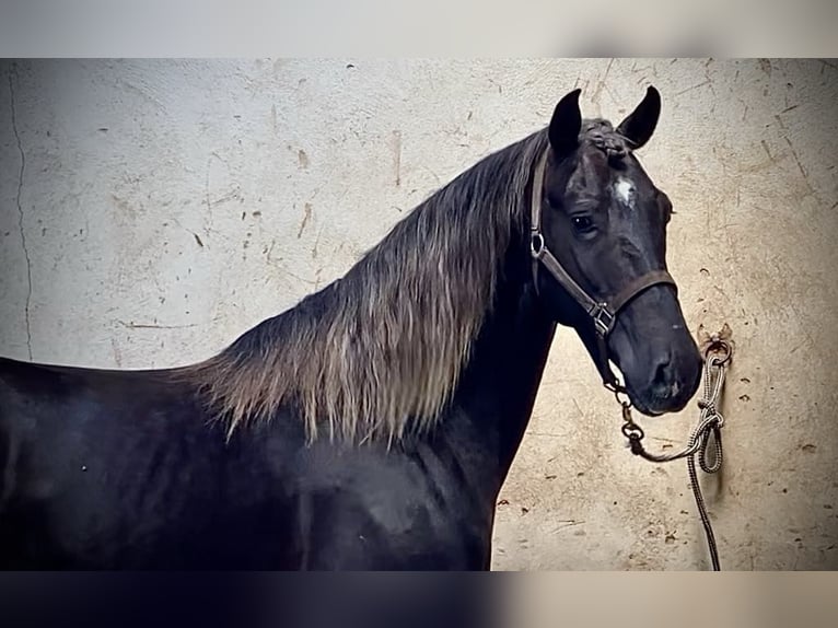 Lusitanos Mix Wallach 5 Jahre 155 cm Rappe in Sarrebourg