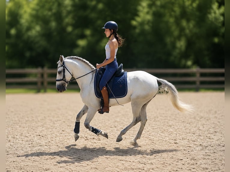 Lusitanos Wallach 5 Jahre 155 cm Schimmel in Saint quirin