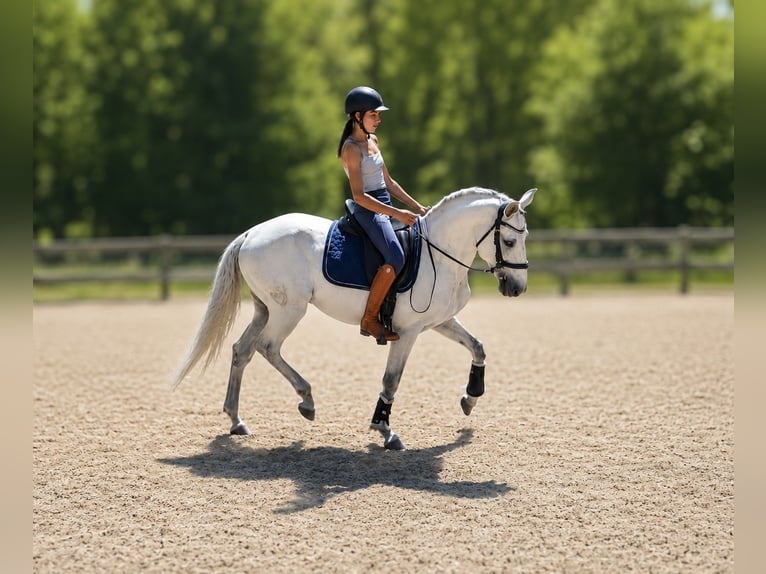 Lusitanos Wallach 5 Jahre 155 cm Schimmel in Saint quirin