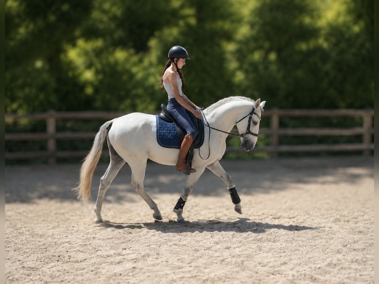 Lusitanos Wallach 5 Jahre 155 cm Schimmel in Saint quirin