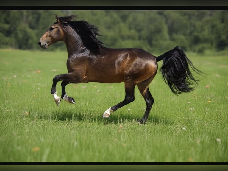 Lusitanos Wallach 5 Jahre 156 cm Buckskin in Krumbach