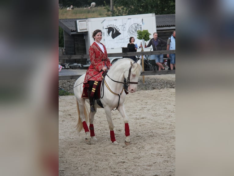 Lusitanos Wallach 5 Jahre 157 cm Cremello in lessines